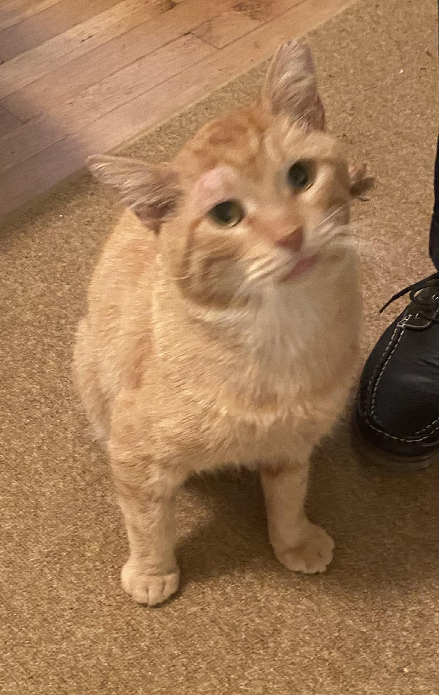 Ziggy, Adoptable, Adult Male Domestic Short Hair.