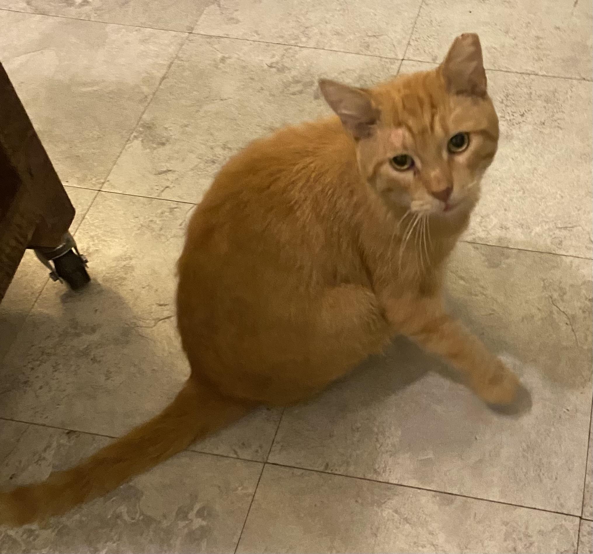 Enlarge Ziggy, a Adoptable Domestic Short Hair in South Euclid, OH image 2/3