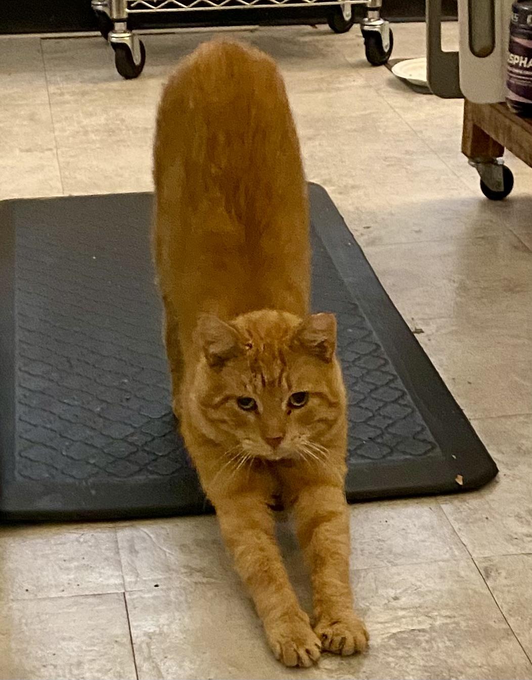 Enlarge Ziggy, a Adoptable Domestic Short Hair in South Euclid, OH image 3/3