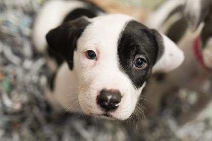 Enlarge Moose, a Adoptable mixed breed in Woodbury, MN image 1/2