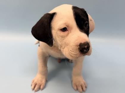 Enlarge Moose, a Adoptable mixed breed in Woodbury, MN image 2/2