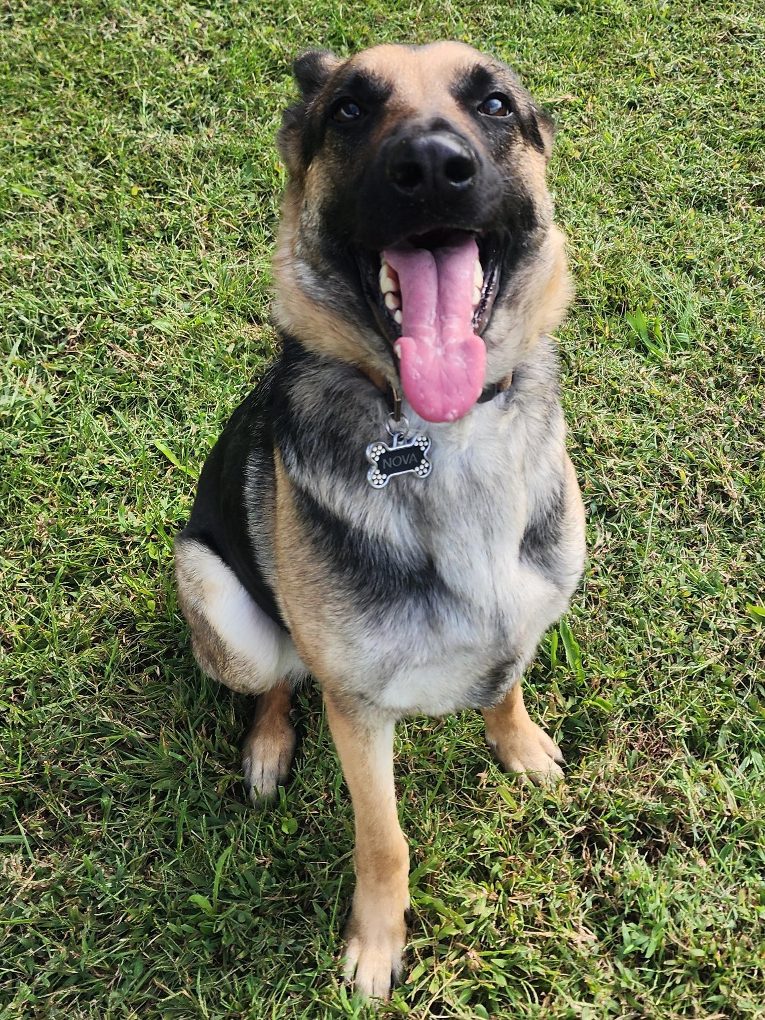 Enlarge Nova, a Adopted German Shepherd Dog in Danville, VA image 2/2