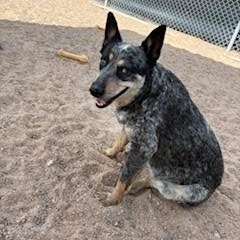 Enlarge Rozie, a ADOPTABLE Australian Cattle Dog / Blue Heeler in Bernalillo, NM image 1/2