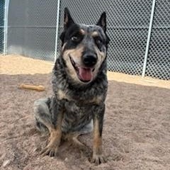 Enlarge Rozie, a ADOPTABLE Australian Cattle Dog / Blue Heeler in Bernalillo, NM image 2/2