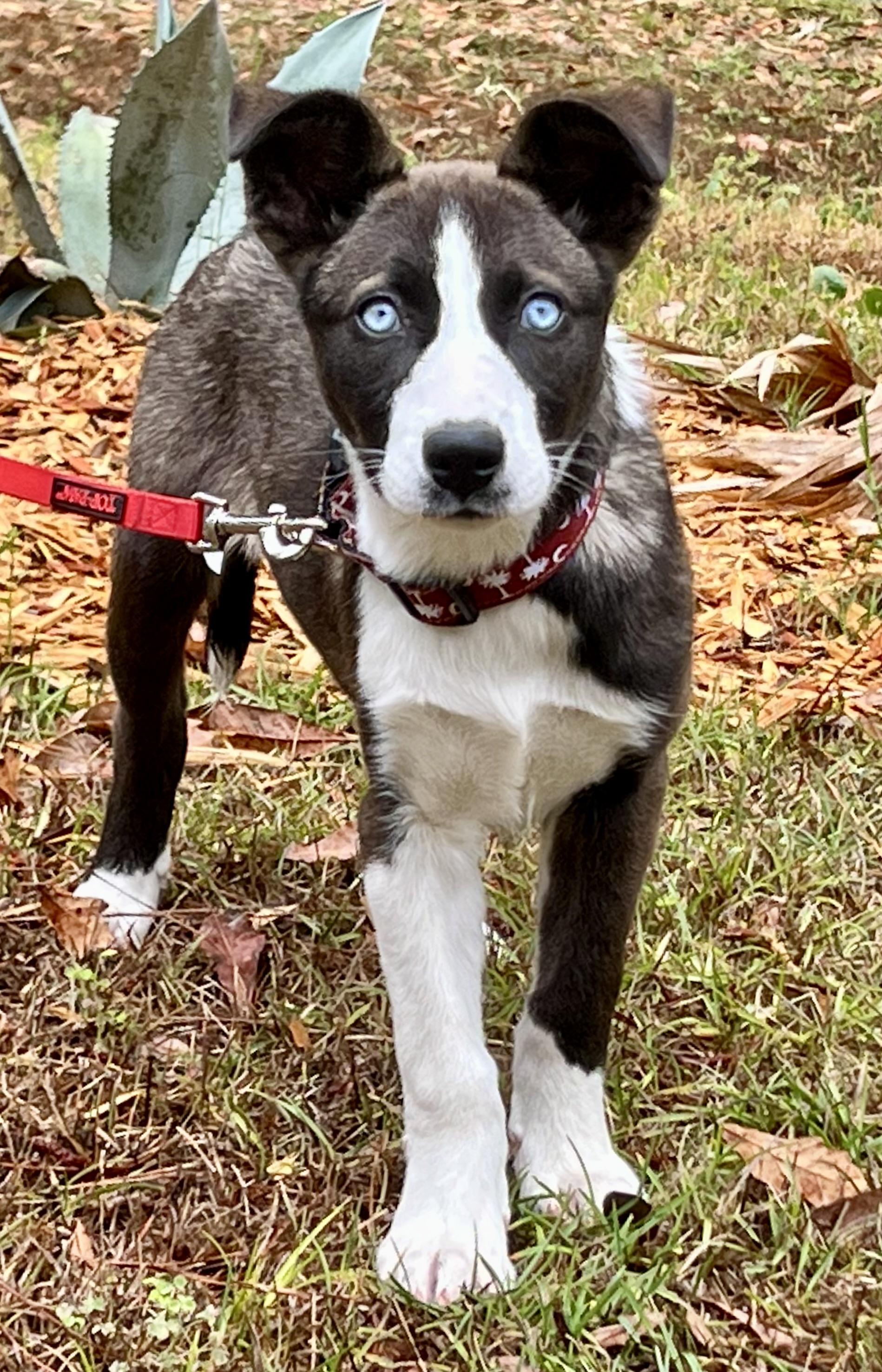 Enlarge Sushi , a ADOPTABLE mixed breed in Mt Pleasant, SC image 4/6