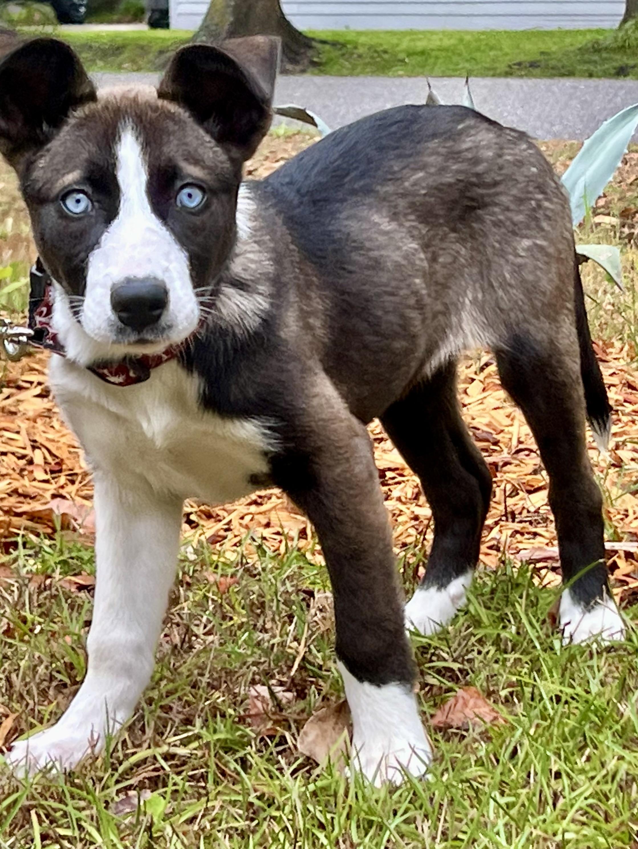 Enlarge Sushi , a ADOPTABLE mixed breed in Mt Pleasant, SC image 3/6