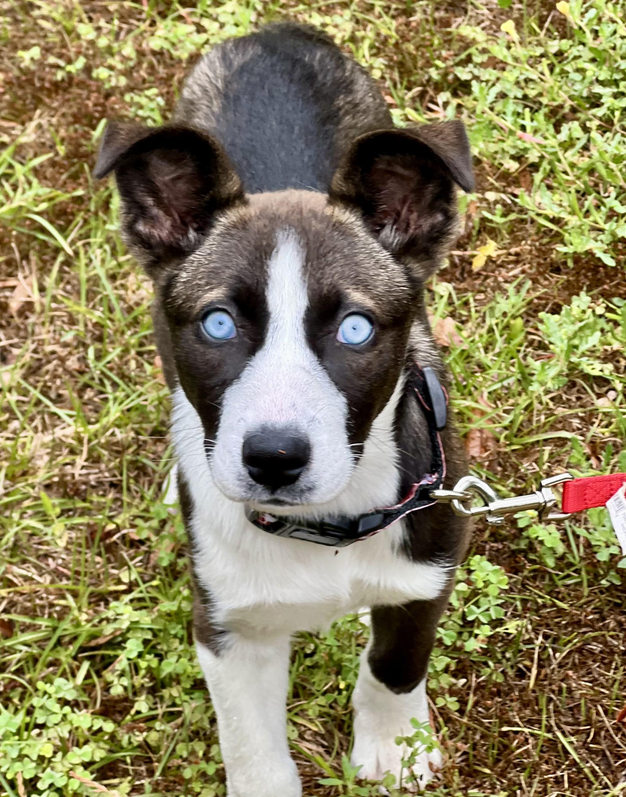 Enlarge Sushi , a ADOPTABLE mixed breed in Mt Pleasant, SC image 1/6