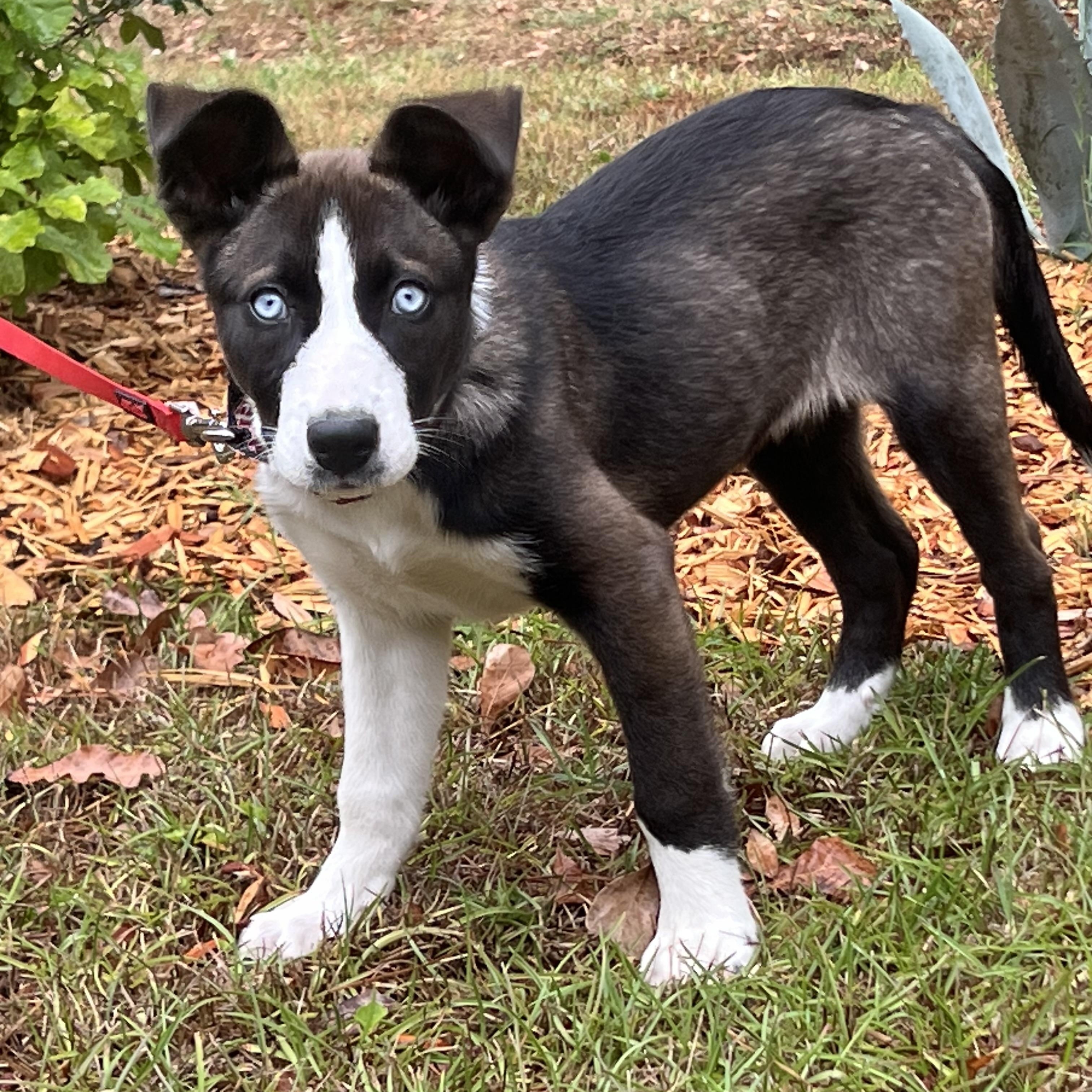 Enlarge Sushi , a ADOPTABLE mixed breed in Mt Pleasant, SC image 6/6