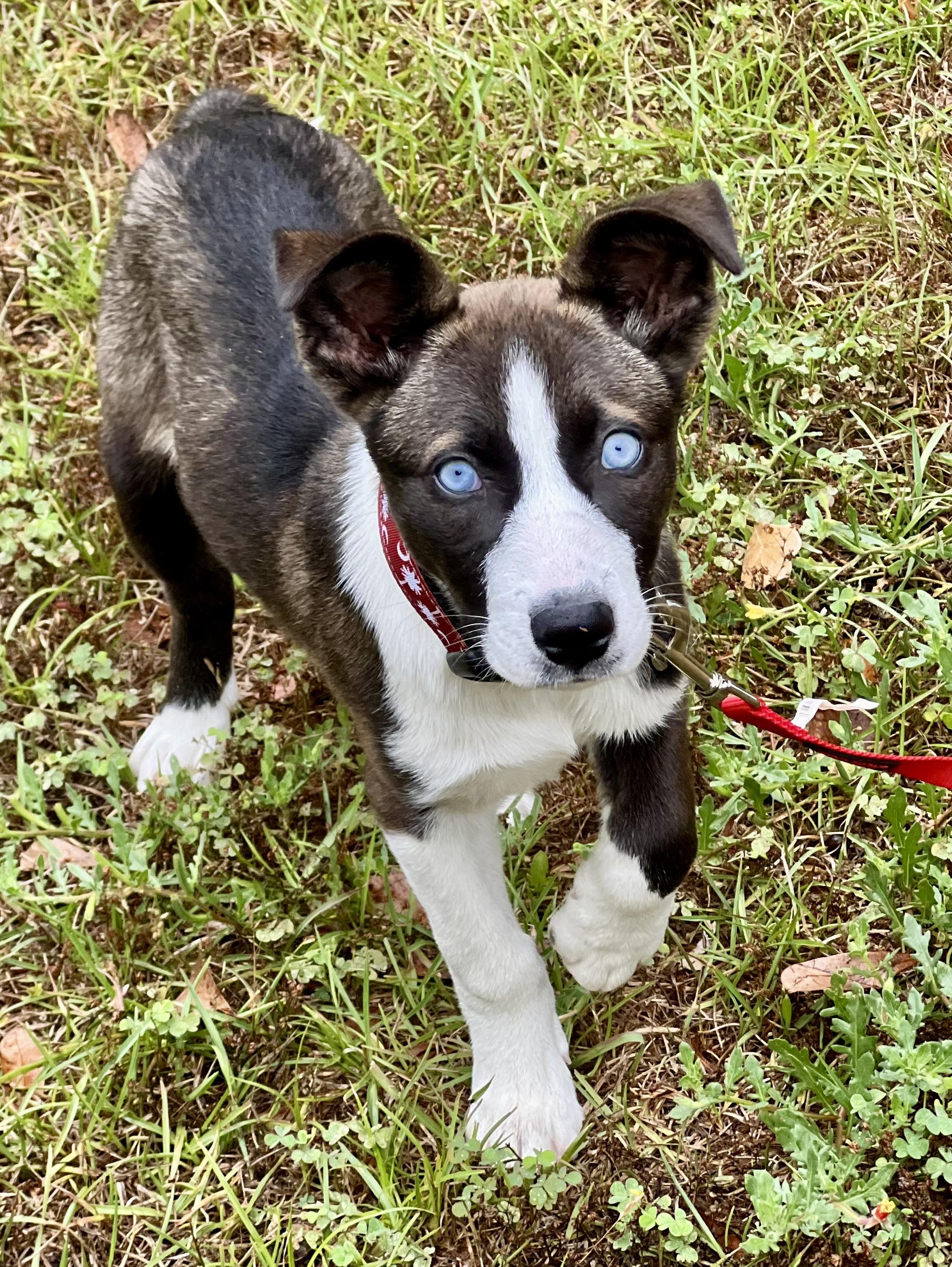 Enlarge Sushi , a ADOPTABLE mixed breed in Mt Pleasant, SC image 2/6