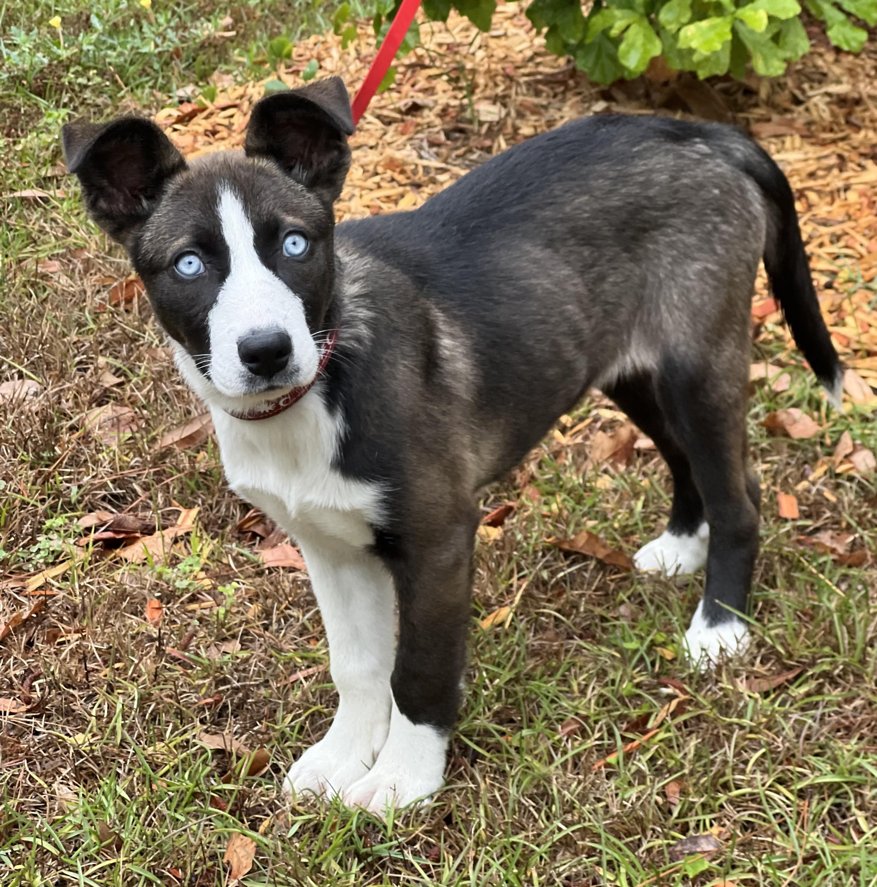 Enlarge Sushi , a ADOPTABLE mixed breed in Mt Pleasant, SC image 5/6