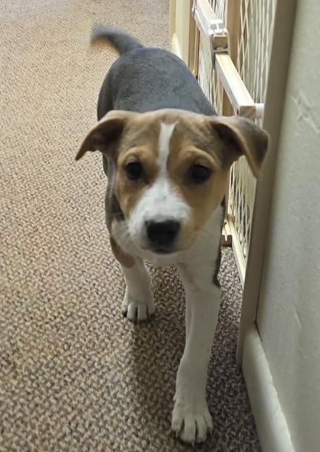 Franny, Adoptable, Puppy Female Shepherd & Mixed Breed.
