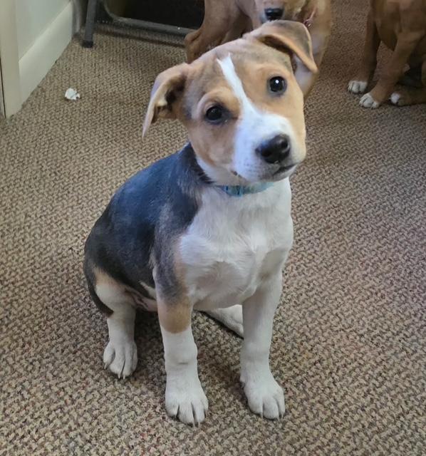 Enlarge Franny, a Adoptable mixed breed in Riverton, WY image 2/4