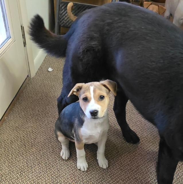 Enlarge Franny, a Adoptable mixed breed in Riverton, WY image 3/4