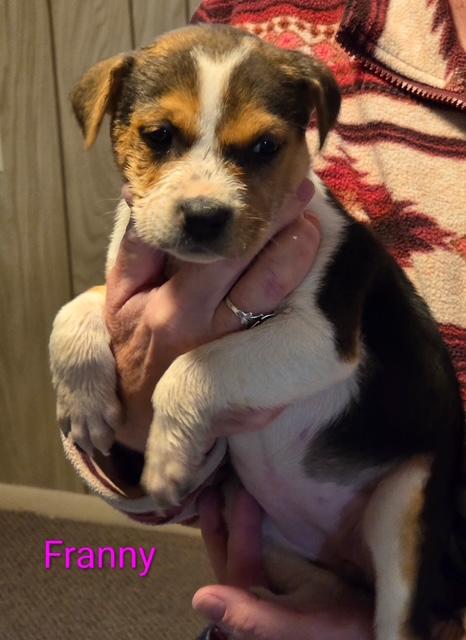 Enlarge Franny, a Adoptable mixed breed in Riverton, WY image 4/4