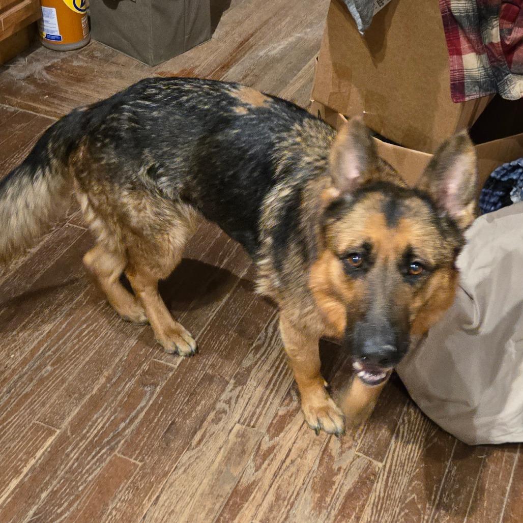 Enlarge Harlo, a Adoptable German Shepherd Dog in Southington, OH image 1/2