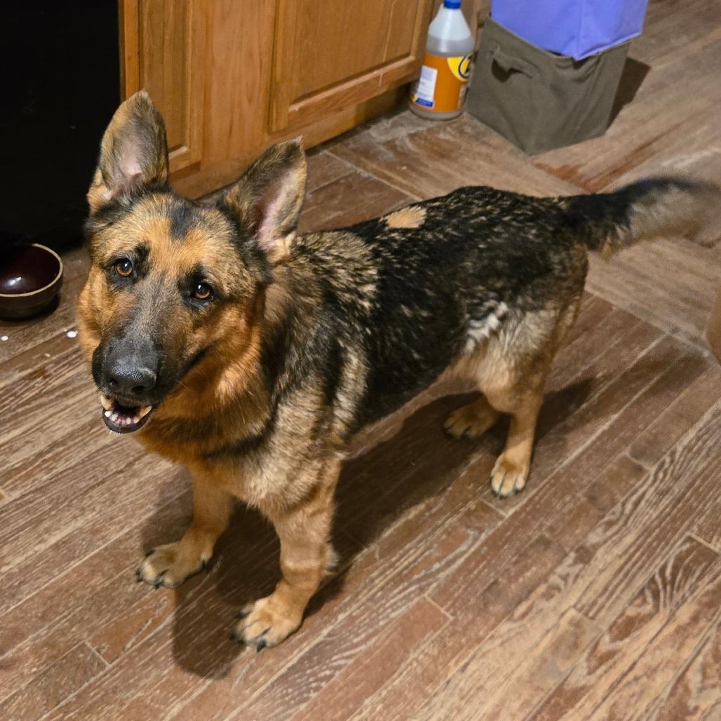 Enlarge Harlo, a Adoptable German Shepherd Dog in Southington, OH image 2/2