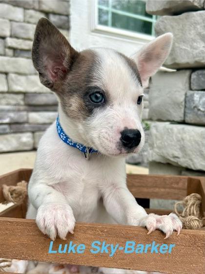 Luke Sky Barker, Adoptable, Puppy Male Shiba Inu & Australian Cattle Dog / Blue Heeler.