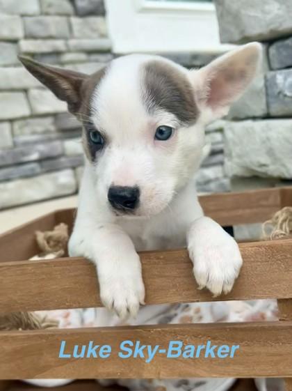Enlarge Luke Sky Barker, a Adoptable mixed breed in Kansas City, MO image 2/3