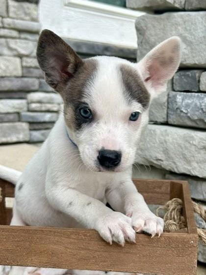 Enlarge Luke Sky Barker, a Adoptable mixed breed in Kansas City, MO image 3/3