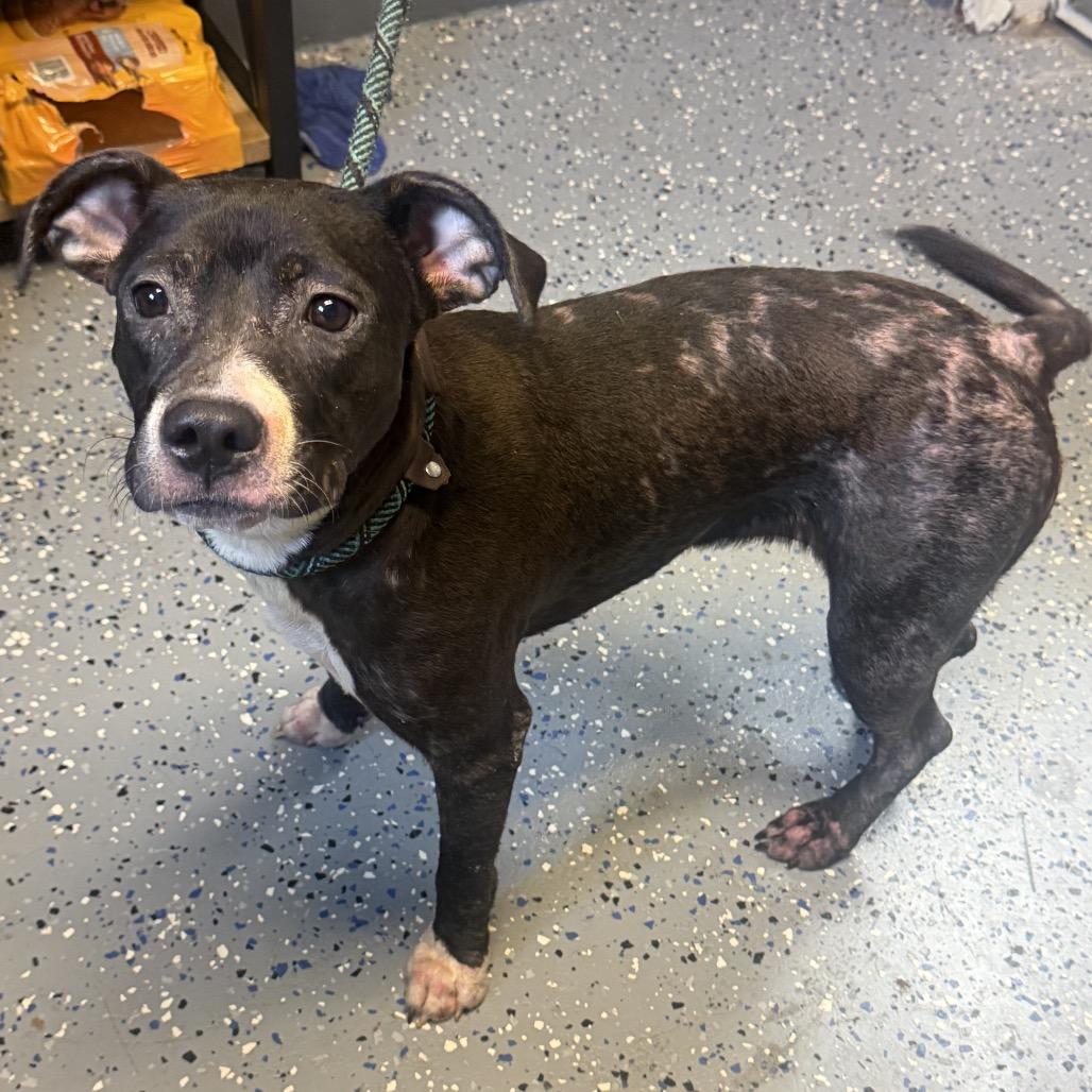 Enlarge Meadow, a Adoptable mixed breed in Tuscaloosa, AL image 1/1