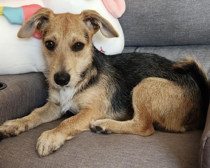 Lulu, ADOPTABLE, Young Female Border Collie.