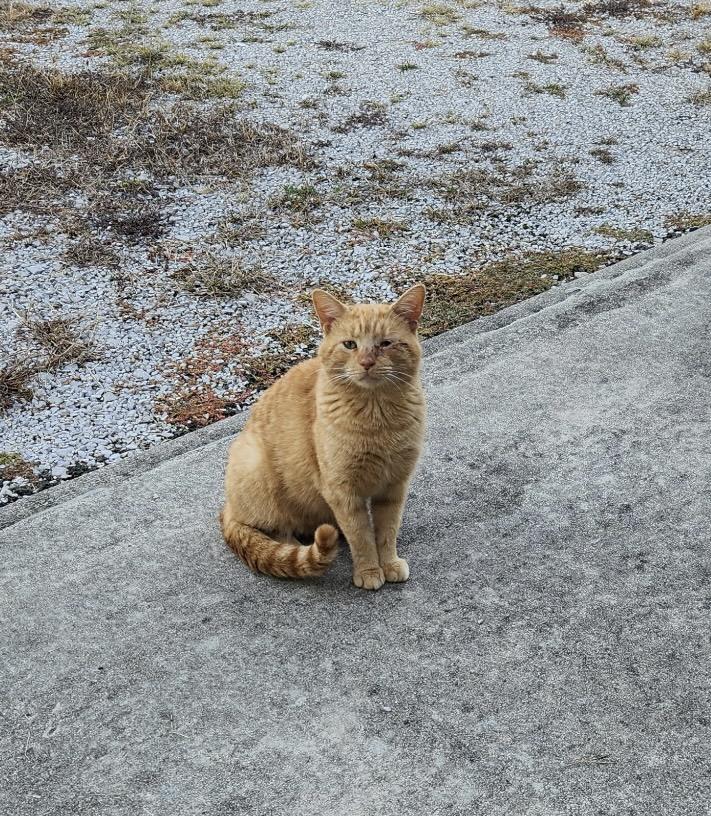 Enlarge Red, a Adoptable American Shorthair in Washington, IN image 1/1