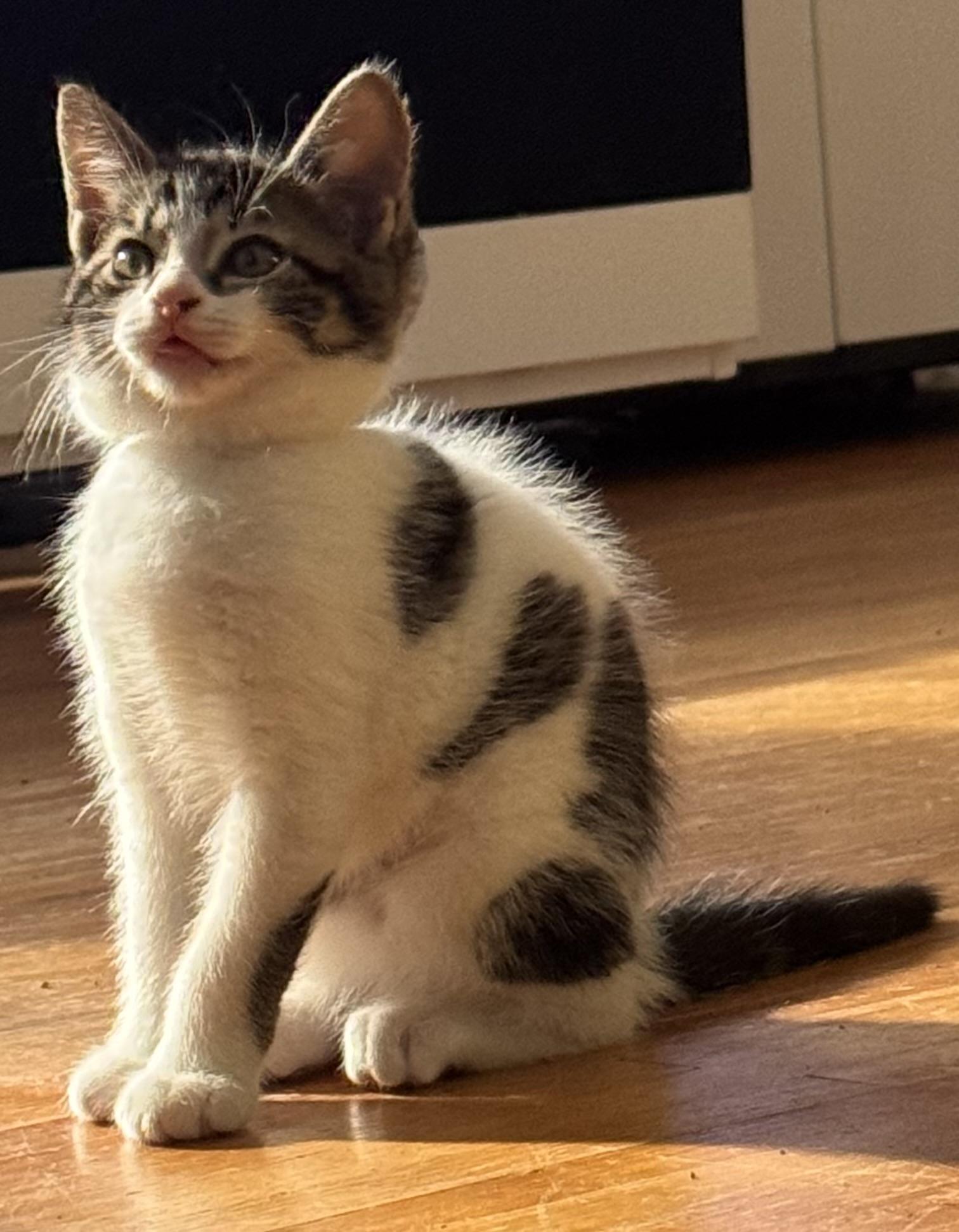 Enlarge Toothless, a Adoptable Domestic Medium Hair in Ontario, NY image 3/4