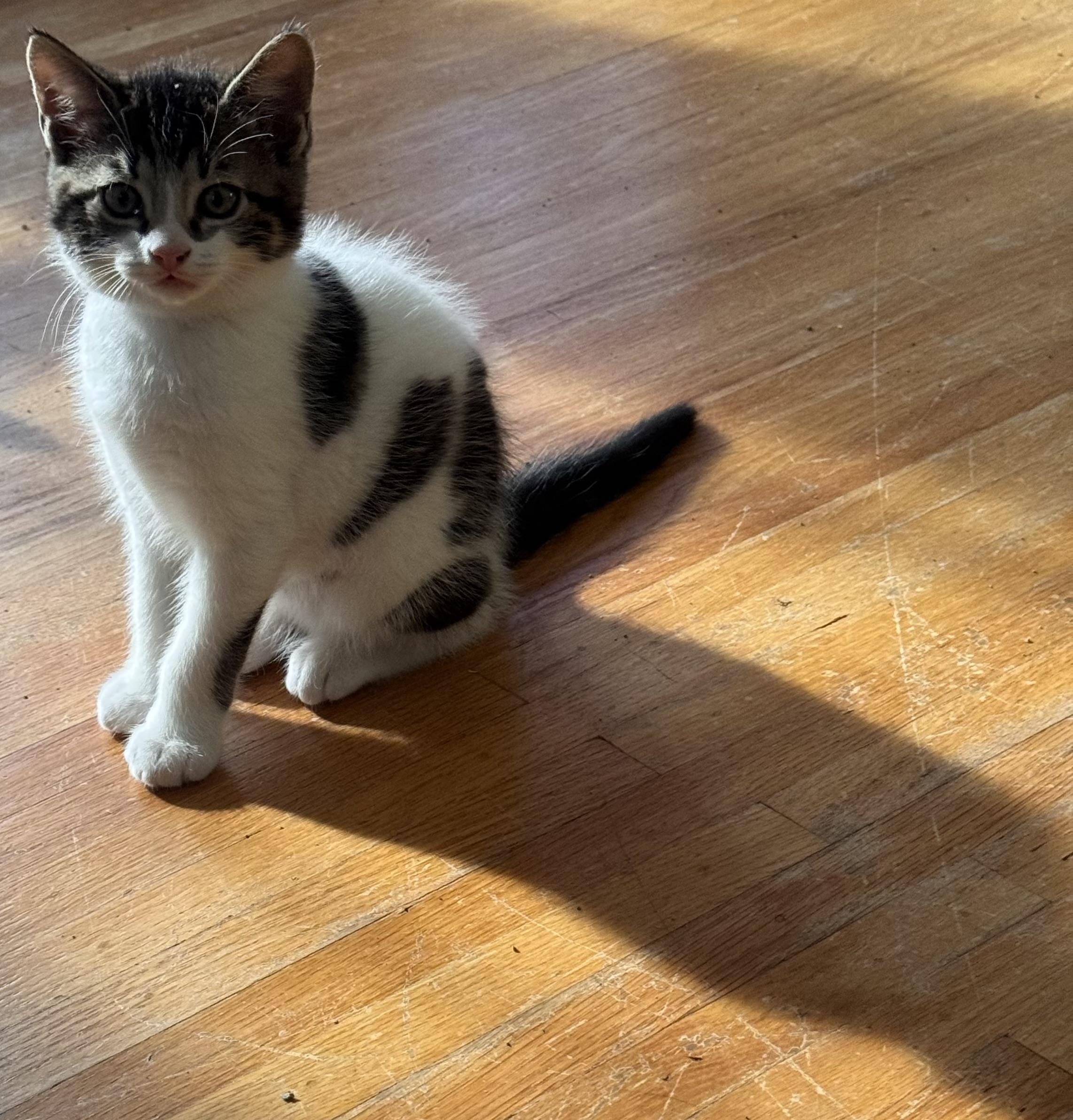 Enlarge Toothless, a Adoptable Domestic Medium Hair in Ontario, NY image 2/4