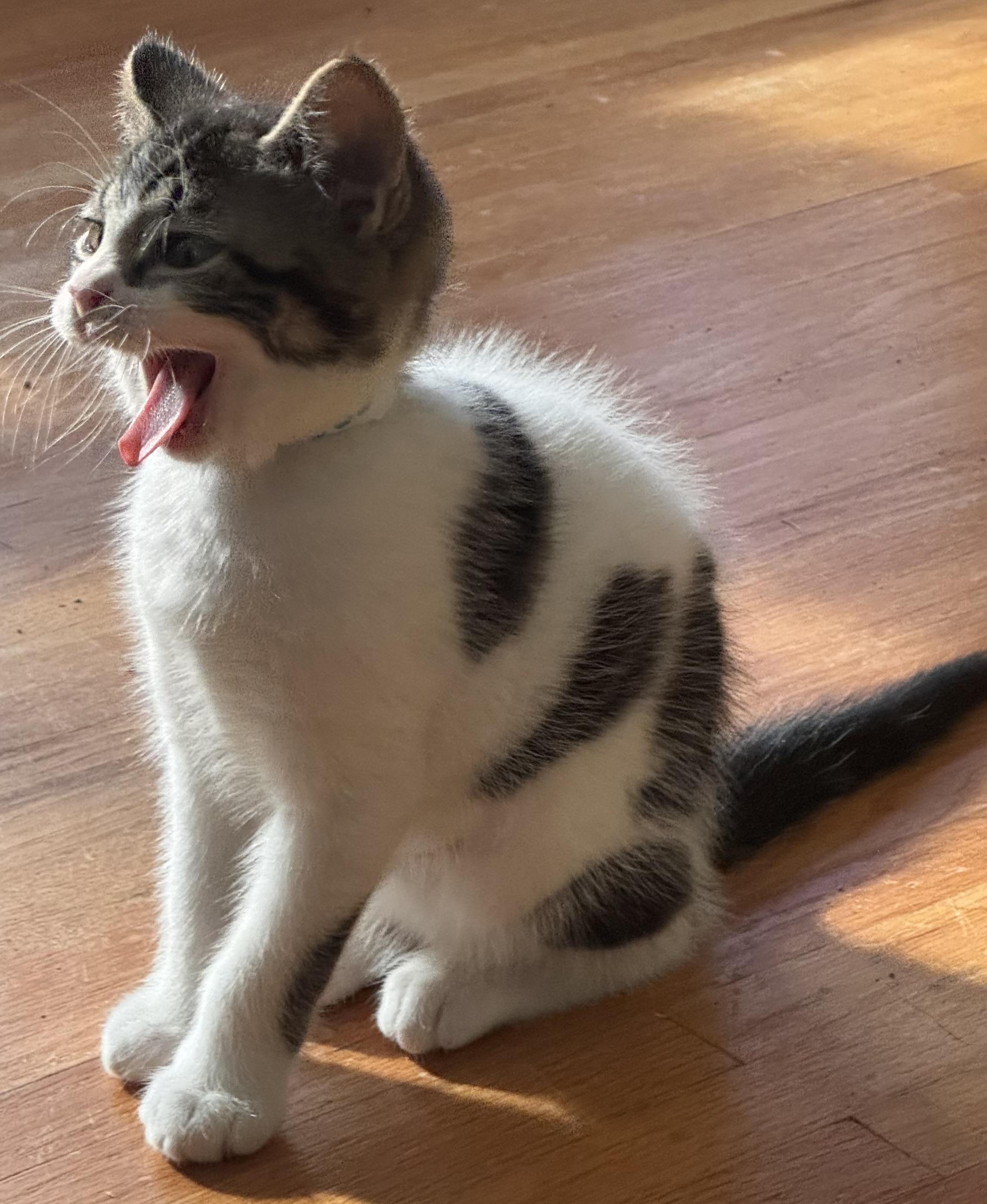 Enlarge Toothless, a Adoptable Domestic Medium Hair in Ontario, NY image 1/4