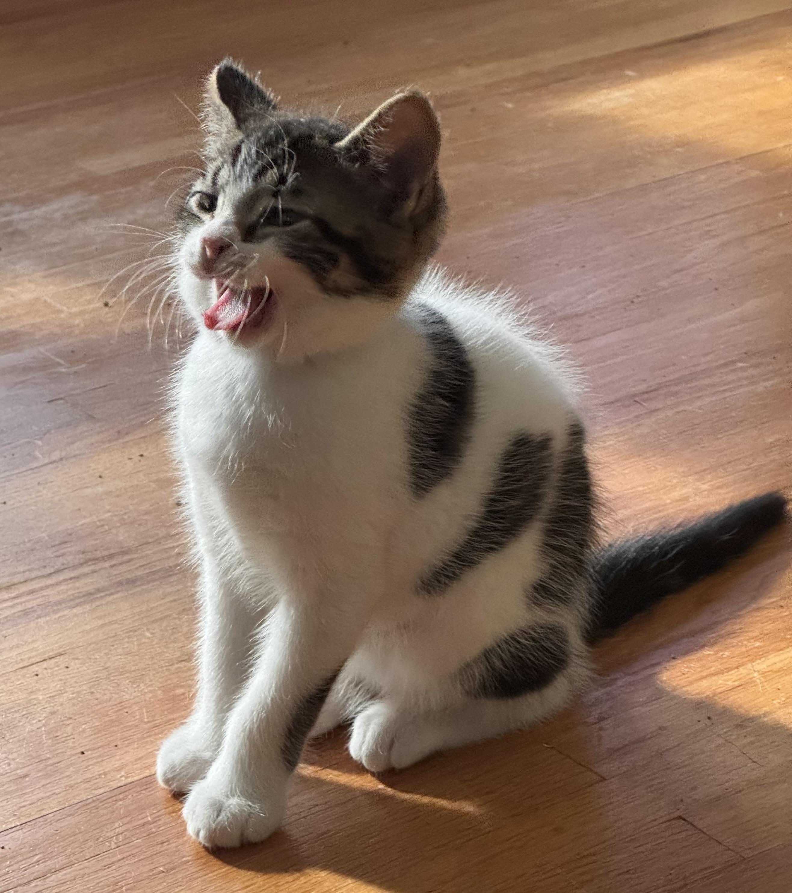 Enlarge Toothless, a Adoptable Domestic Medium Hair in Ontario, NY image 4/4