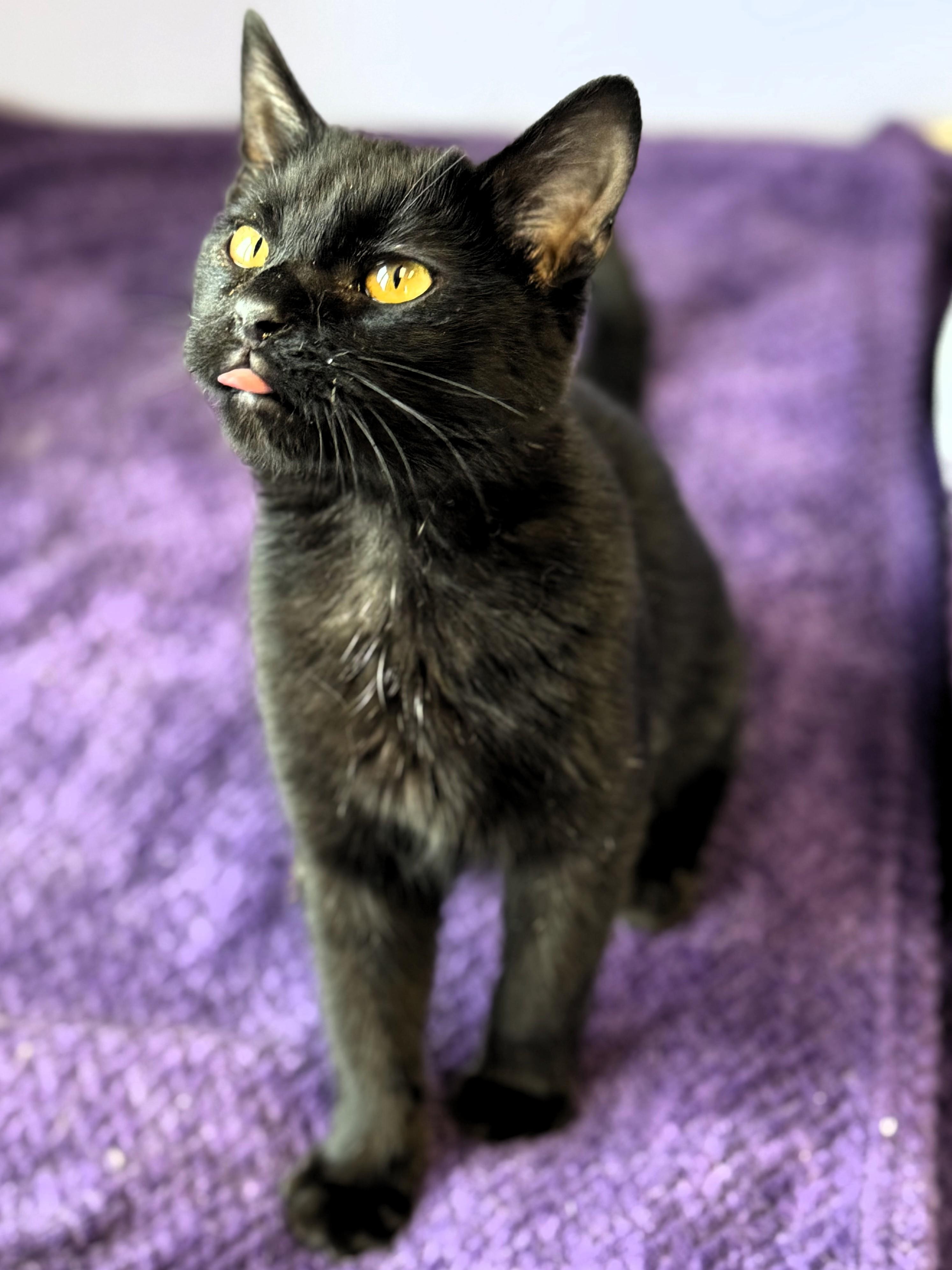 Enlarge Goose, an adopted Domestic Short Hair in Pekin, IL image 3/4