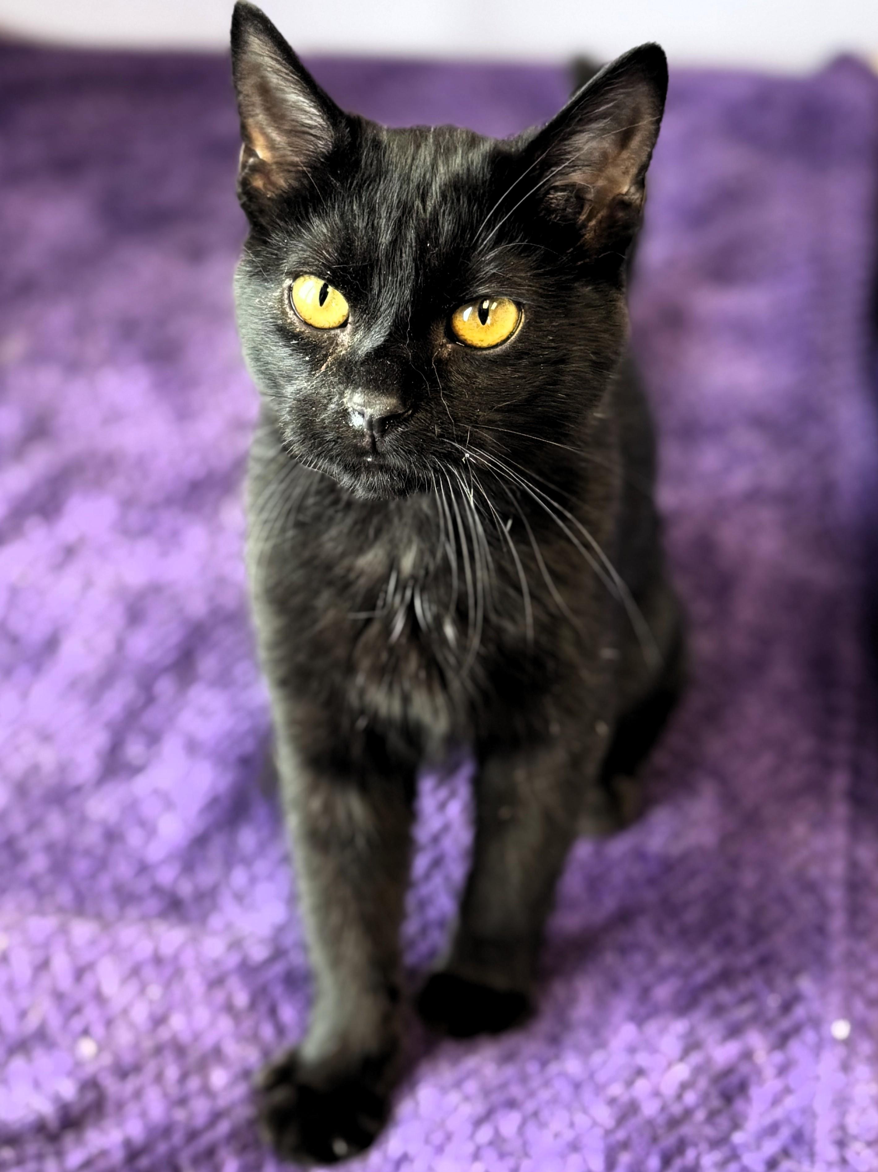 Goose, adopted, Kitten Male Domestic Short Hair.