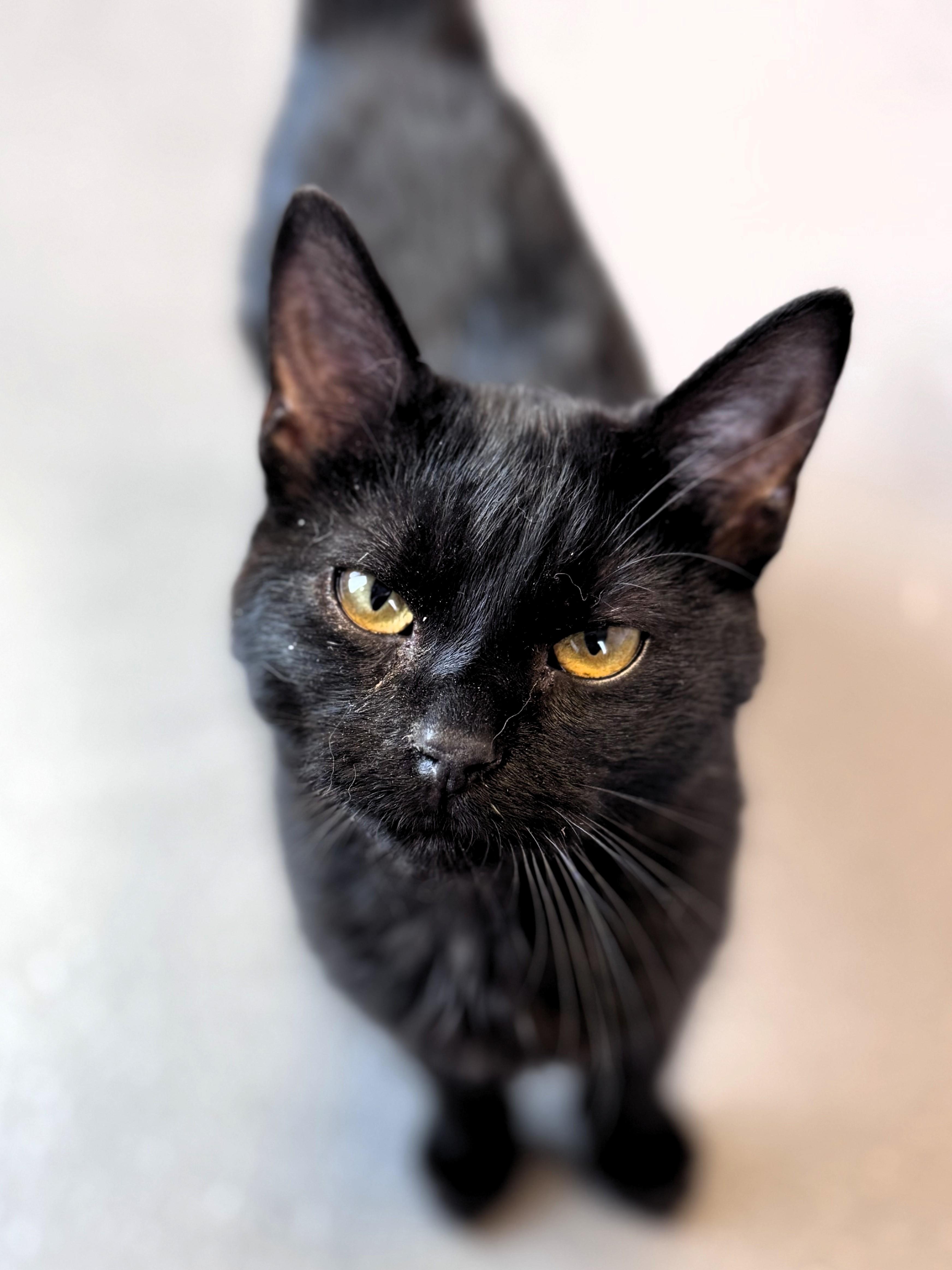 Enlarge Goose, an adopted Domestic Short Hair in Pekin, IL image 4/4