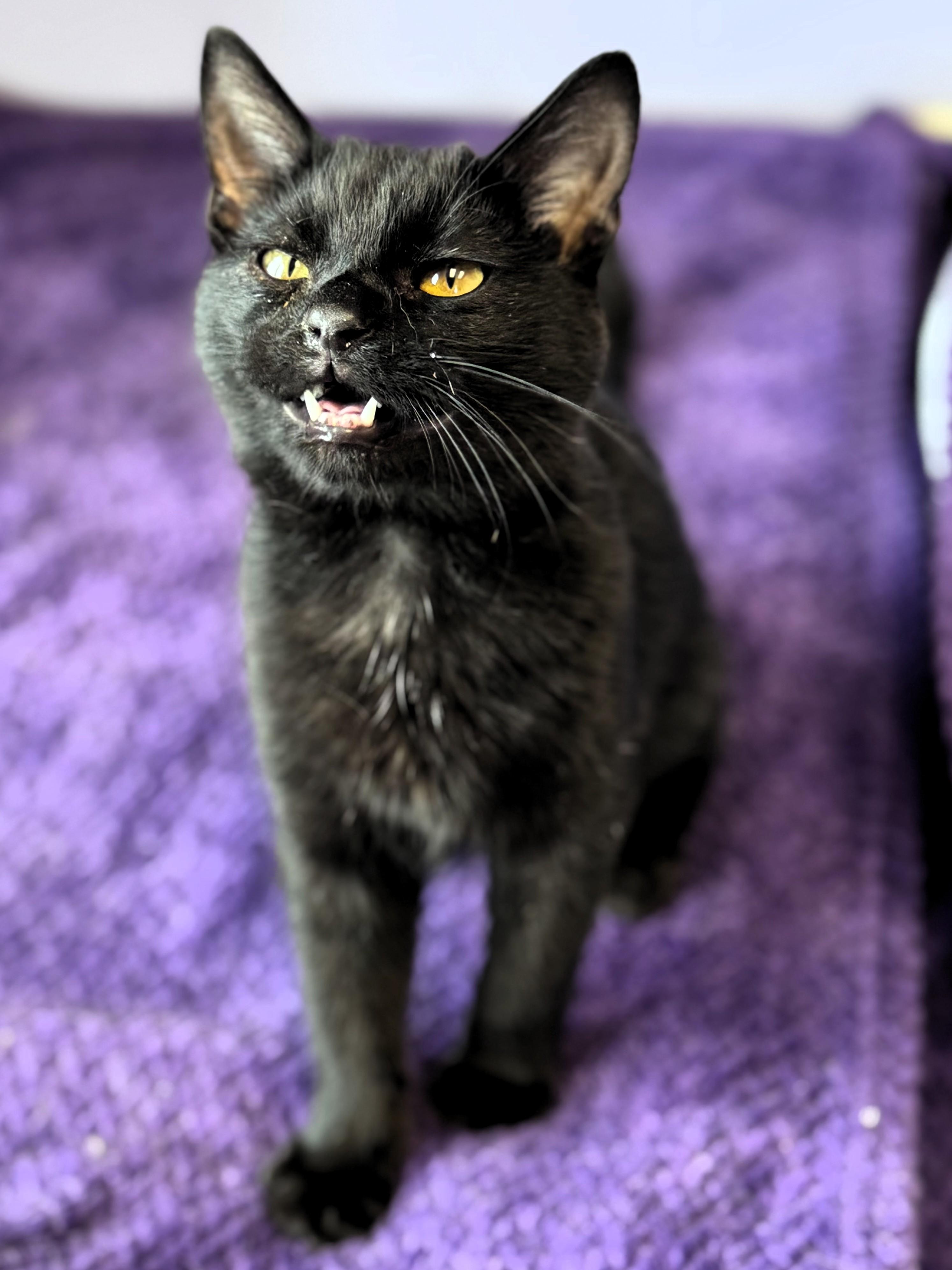 Enlarge Goose, an adopted Domestic Short Hair in Pekin, IL image 2/4