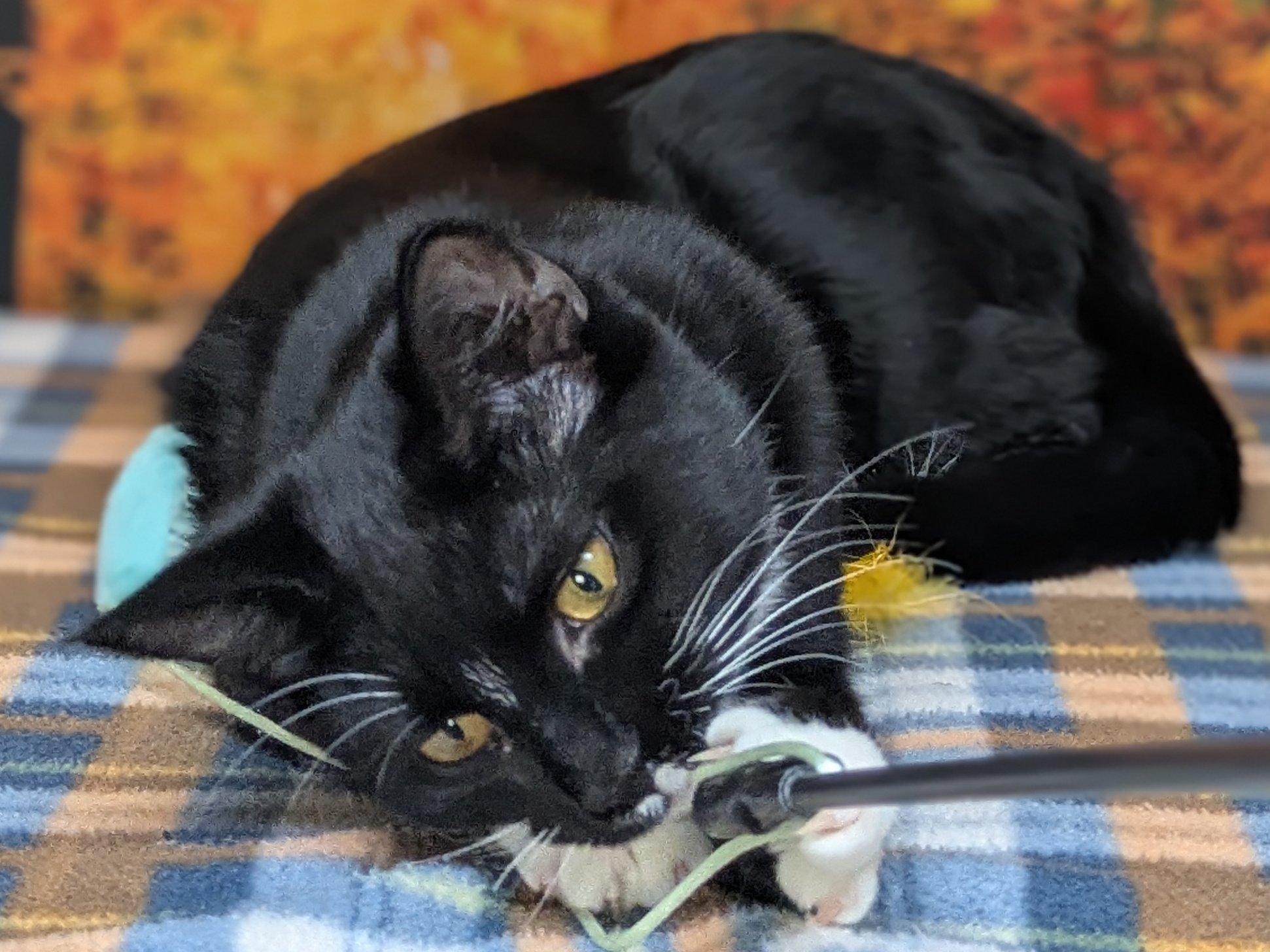 Enlarge Kettle Chip, a ADOPTABLE mixed breed in Republic, WA image 3/6