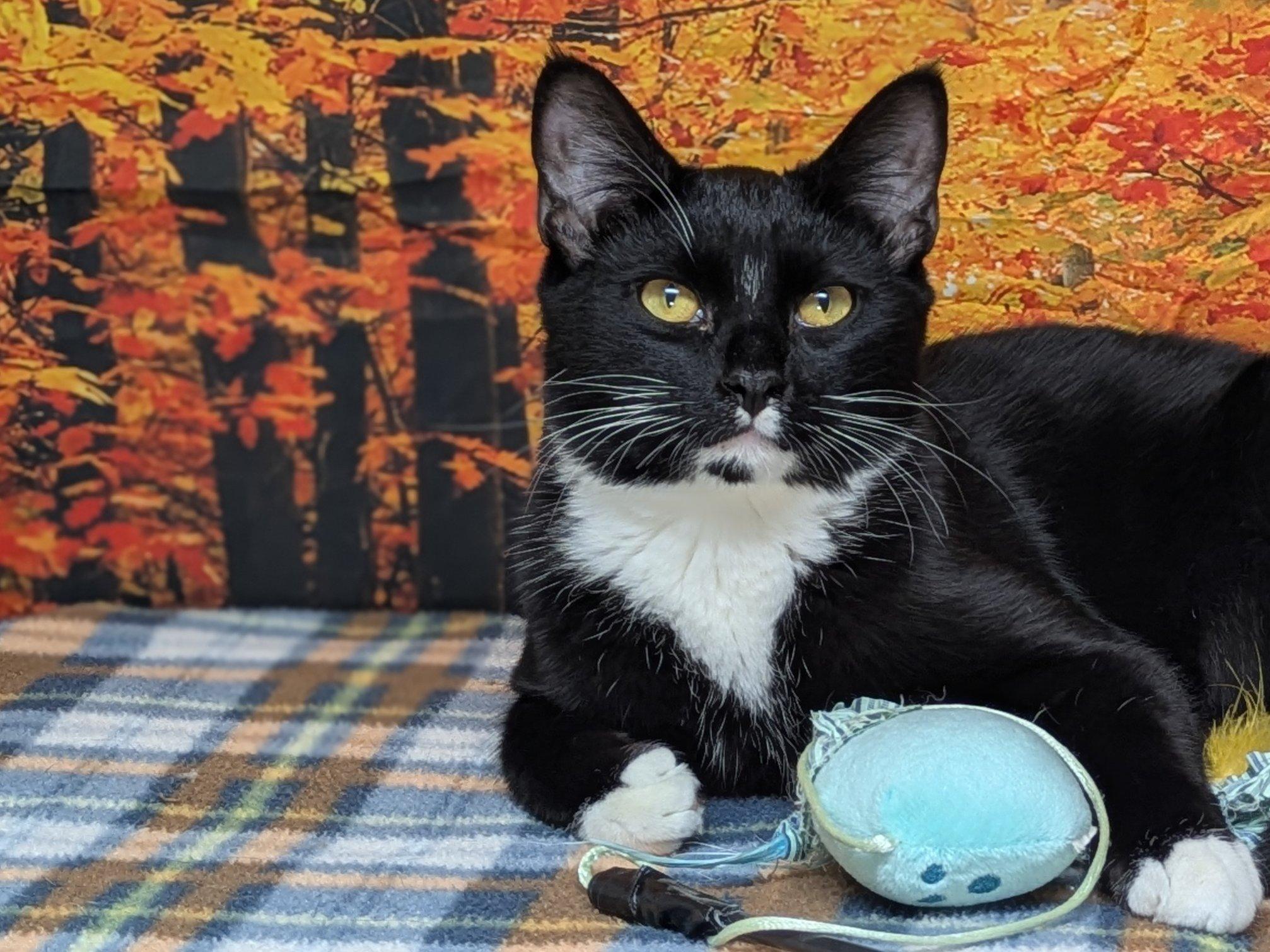 Enlarge Kettle Chip, a ADOPTABLE mixed breed in Republic, WA image 2/6