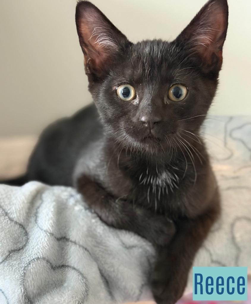 Enlarge Reece, a Adoptable mixed breed in Leonardtown, MD image 2/2