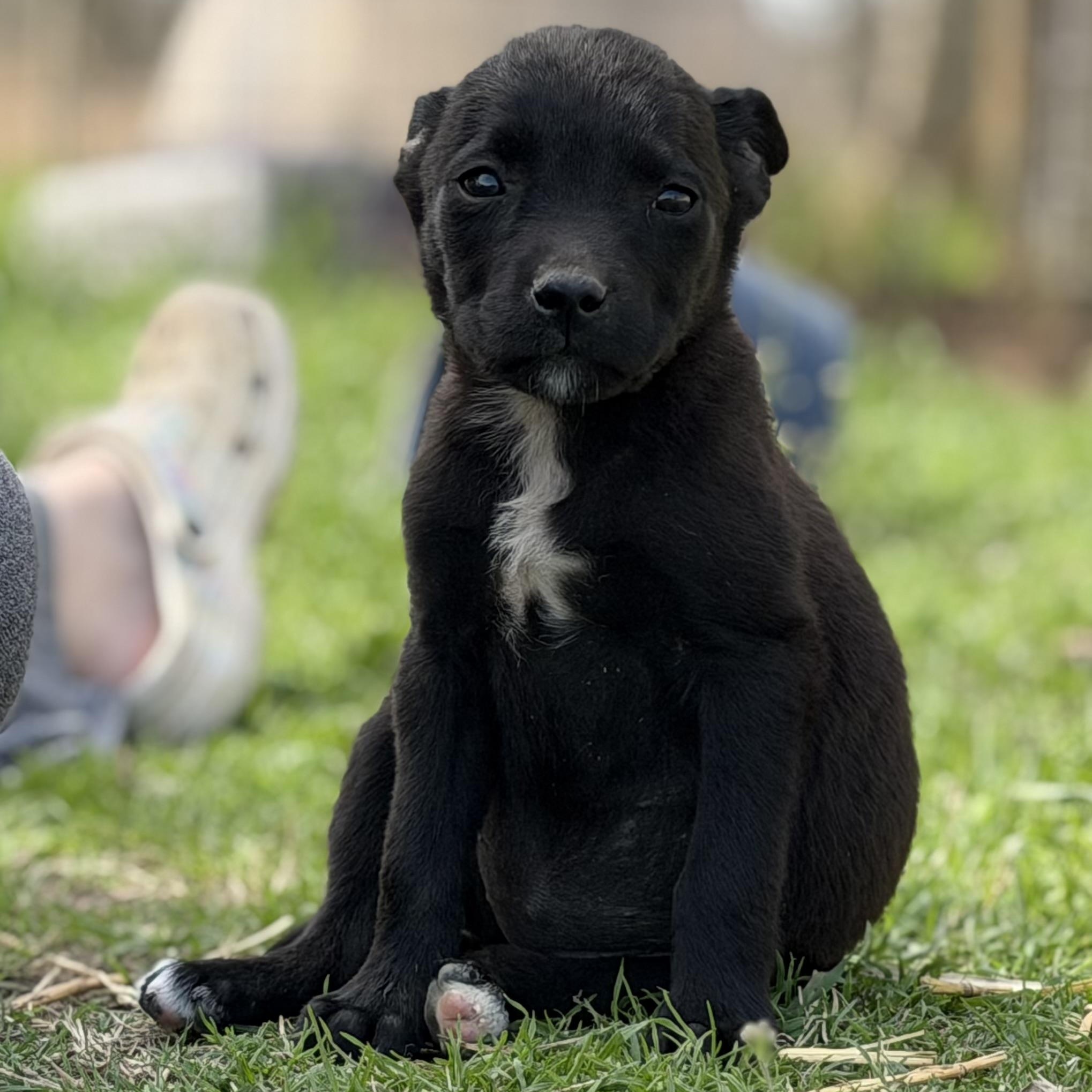 Virgo — thumbnail 3