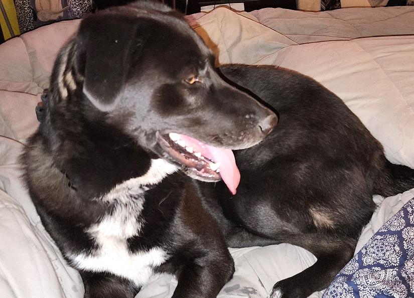 KYLO, ADOPTABLE, Adult Male Labrador Retriever & Shepherd.