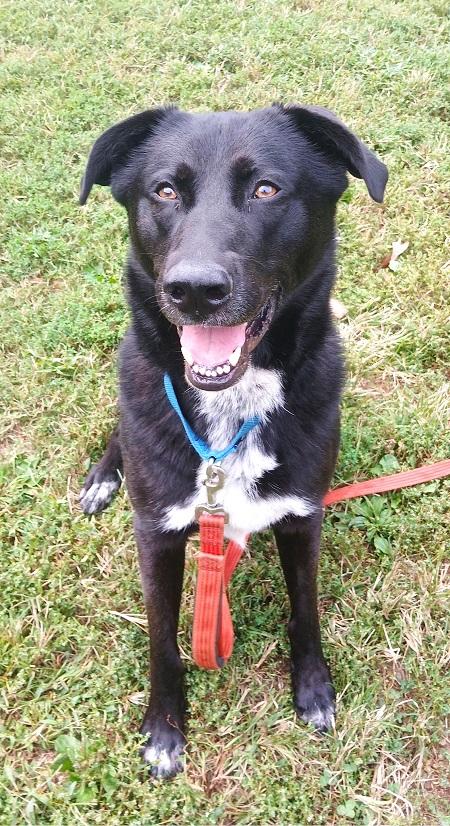 KYLO, a ADOPTABLE mixed breed in Pegram, TN image 3/6