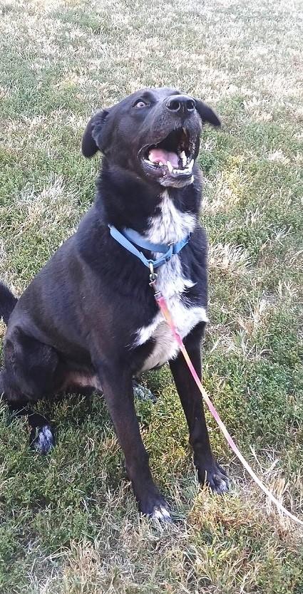 KYLO, a ADOPTABLE mixed breed in Pegram, TN image 4/6