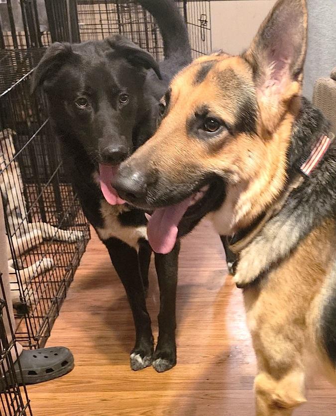 KYLO, a ADOPTABLE mixed breed in Pegram, TN image 5/6