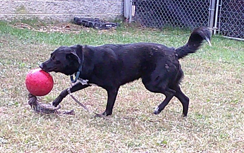 KYLO, a ADOPTABLE mixed breed in Pegram, TN image 6/6