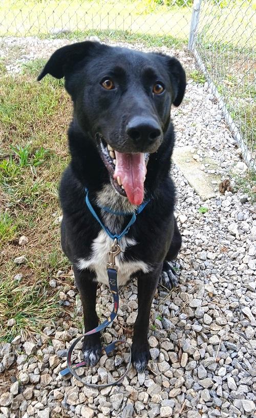 Enlarge KYLO, an adopted mixed breed in Pegram, TN image 6/6