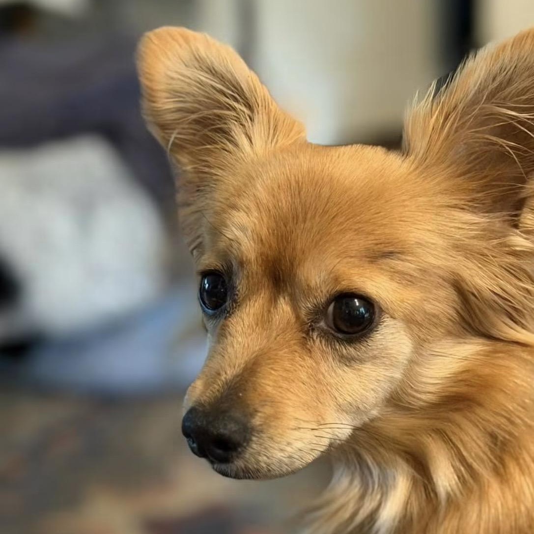 Kiki, adoptable, Adult Female Chihuahua.