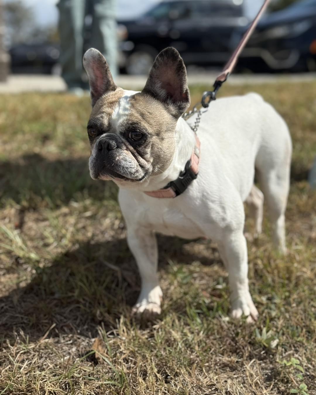 Bonnie, Adoptable, Adult Female Boston Terrier & French Bulldog.