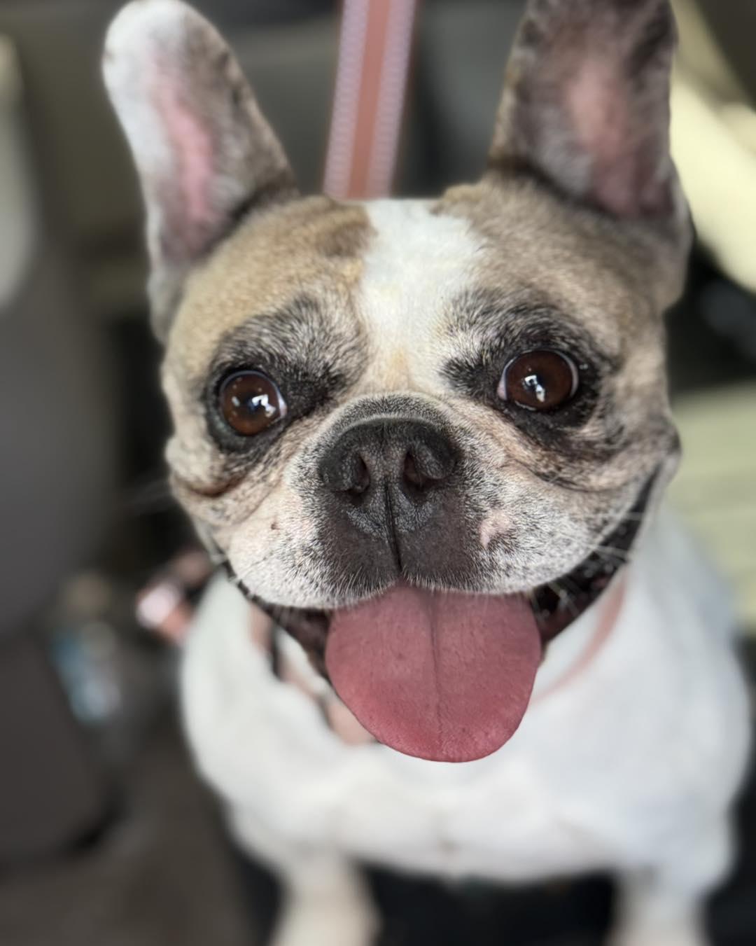 Enlarge Bonnie, a Adoptable mixed breed in Valrico, FL image 2/3