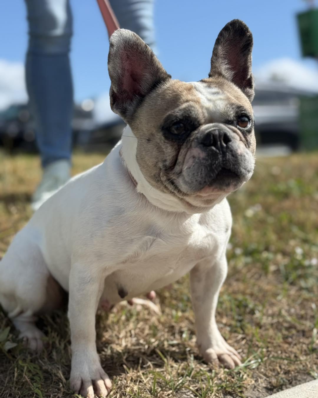 Enlarge Bonnie, a Adoptable mixed breed in Valrico, FL image 3/3