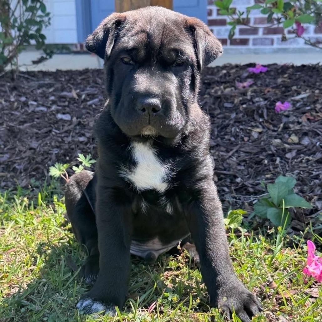 Jax, a Adoptable Black Labrador Retriever in Baton Rouge, LA image 1/4