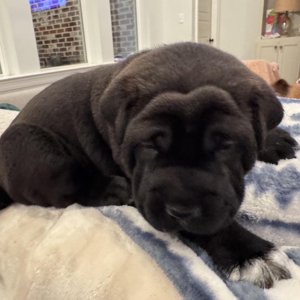 Jax, a Adoptable Black Labrador Retriever in Baton Rouge, LA image 2/4